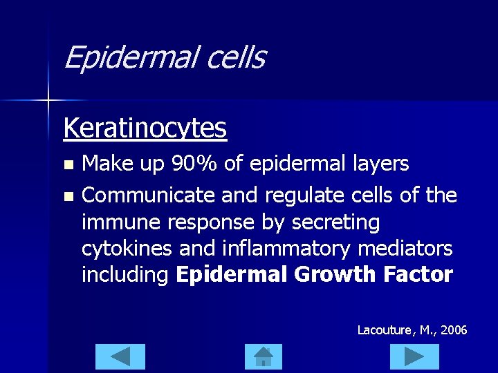 Epidermal cells Keratinocytes Make up 90% of epidermal layers n Communicate and regulate cells