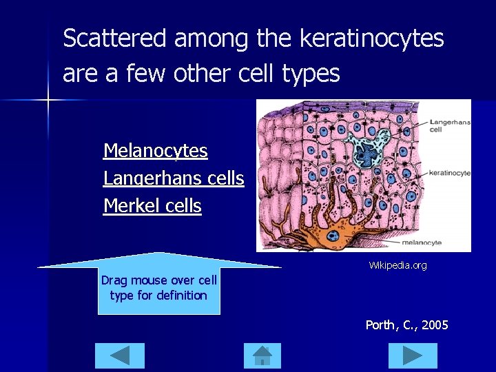 Scattered among the keratinocytes are a few other cell types Melanocytes Langerhans cells Merkel