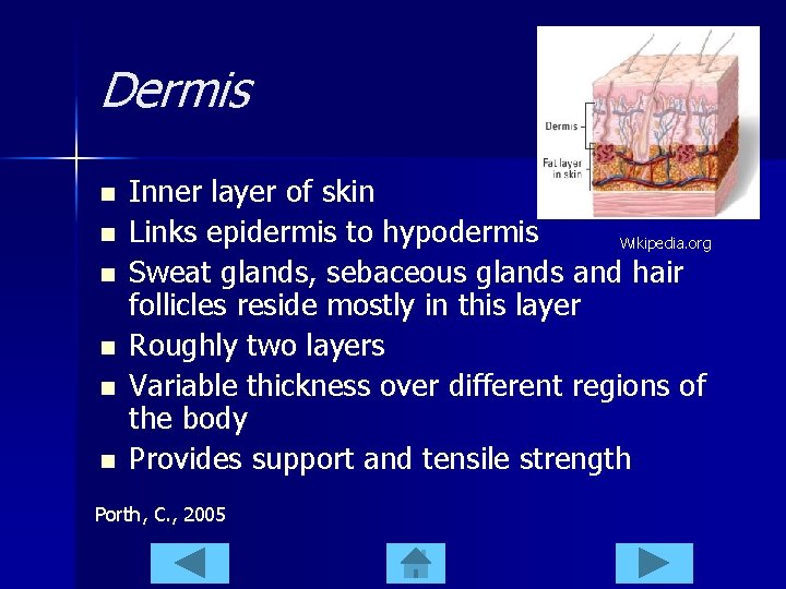 Dermis n n n Inner layer of skin Links epidermis to hypodermis Wikipedia. org