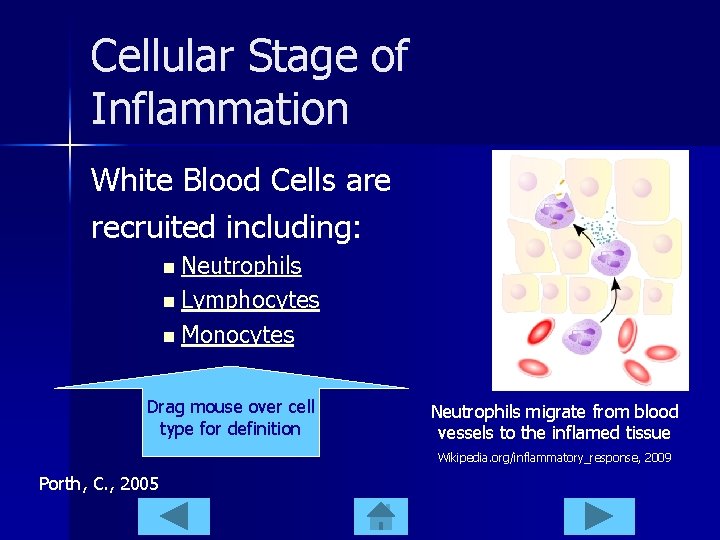 Cellular Stage of Inflammation White Blood Cells are recruited including: n Neutrophils n Lymphocytes