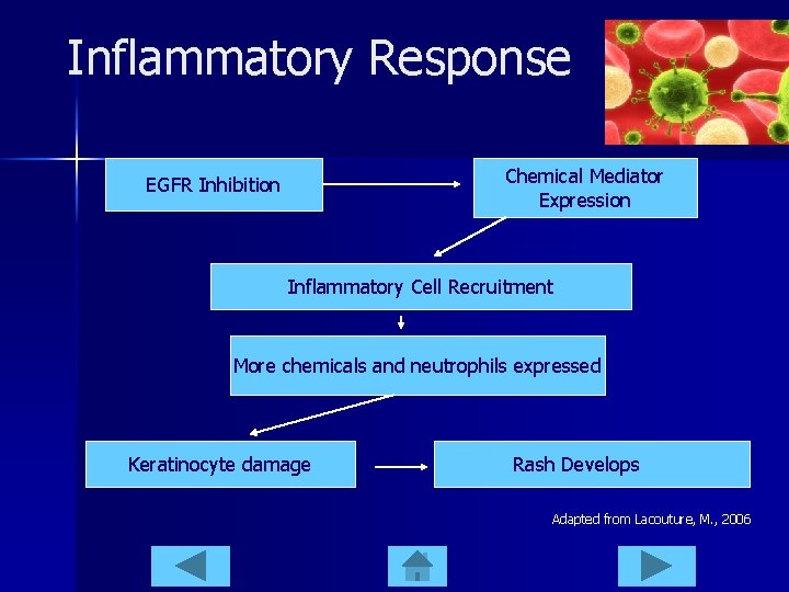 Inflammatory Response Chemical Mediator Expression EGFR Inhibition Inflammatory Cell Recruitment More chemicals and neutrophils