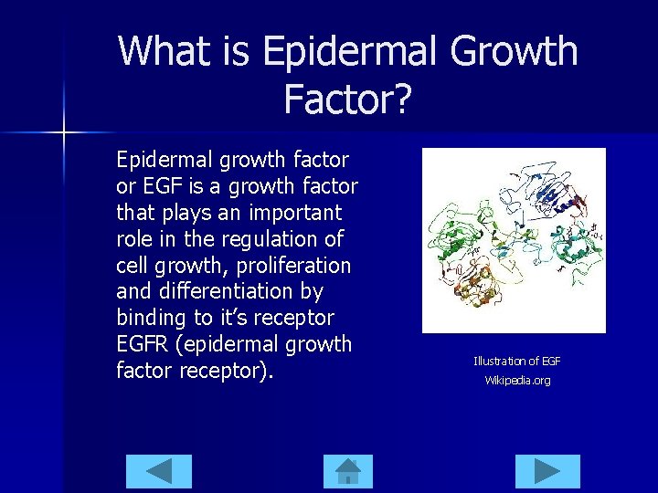 What is Epidermal Growth Factor? Epidermal growth factor or EGF is a growth factor