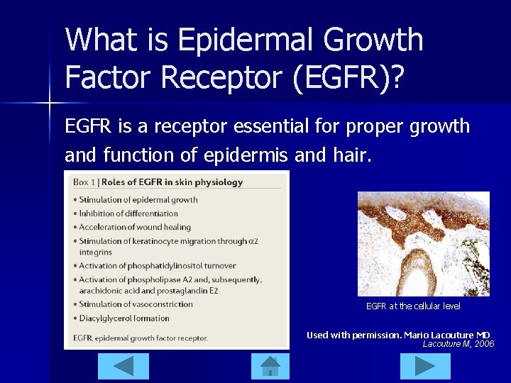 What is Epidermal Growth Factor Receptor (EGFR)? EGFR is a receptor essential for proper