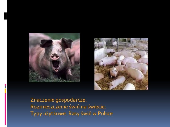 Znaczenie gospodarcze. Rozmieszczenie świń na świecie. Typy użytkowe. Rasy świń w Polsce 