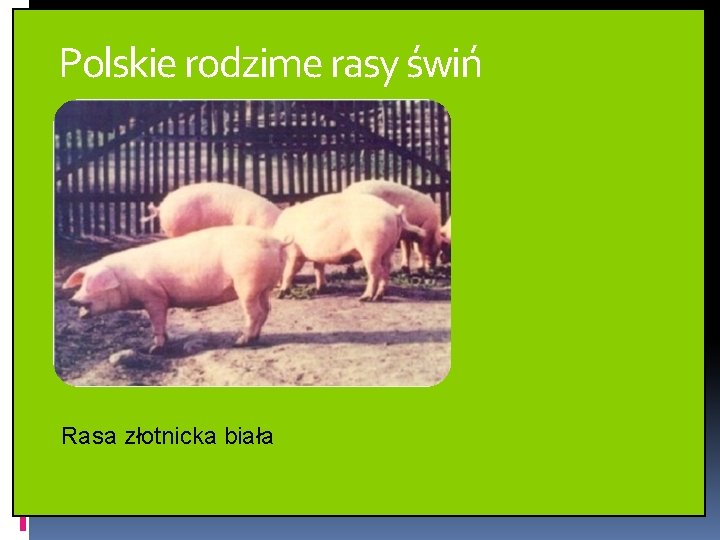 Polskie rodzime rasy świń Rasa złotnicka biała 