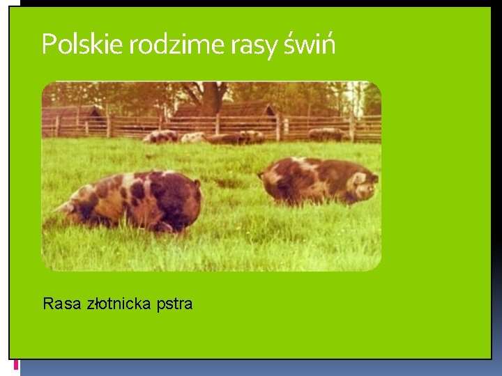 Polskie rodzime rasy świń Rasa złotnicka pstra Polskie rodzime rasy świń Rasa złotnicka pstra