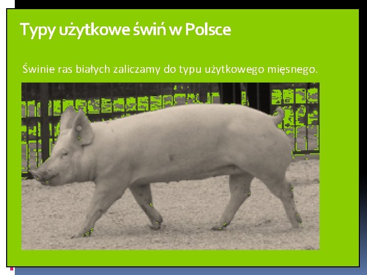 Typy użytkowe świń w Polsce Świnie ras białych zaliczamy do typu użytkowego mięsnego. Typy użytkowe świń w Polsce Świnie ras białych zaliczamy do typu użytkowego mięsnego.