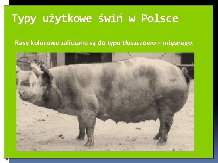 Typy użytkowe świń w Polsce Rasy kolorowe zaliczane są do typu tłuszczowo – mięsnego.