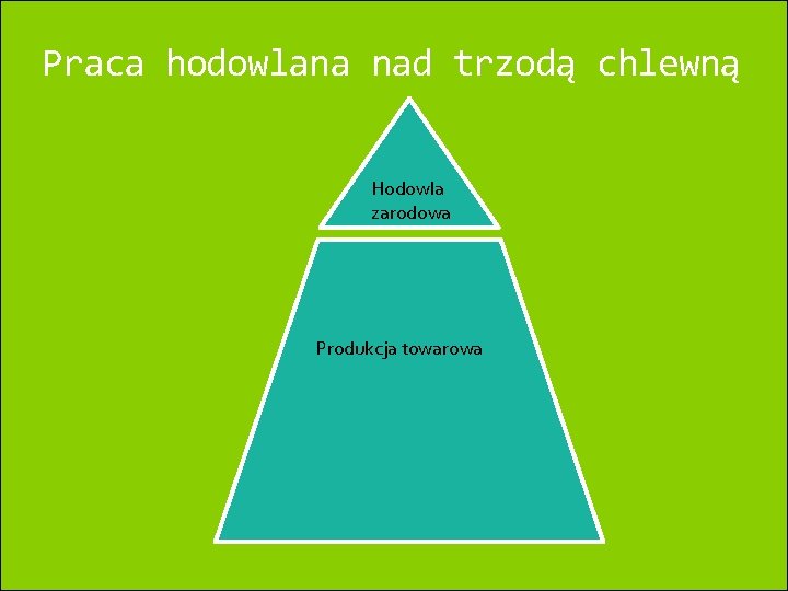 Praca hodowlana nad trzodą chlewną Hodowla zarodowa Produkcja towarowa 