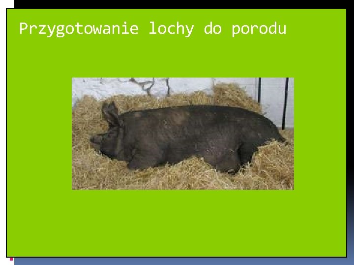 Przygotowanie lochy do porodu 