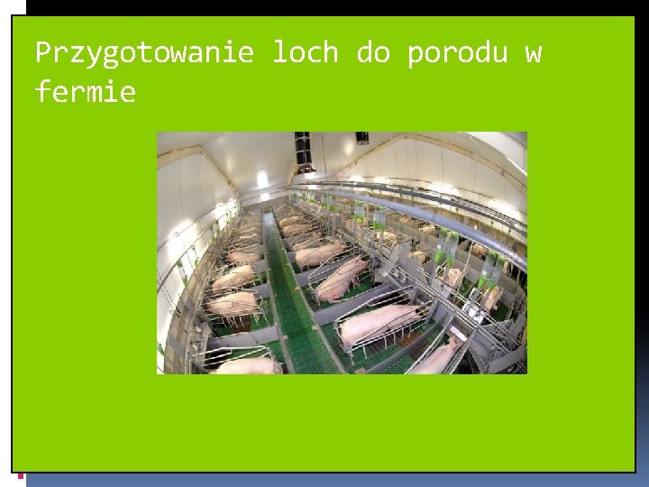 Przygotowanie loch do porodu w fermie 