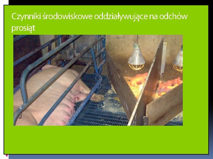 Czynniki środowiskowe oddziaływujące na odchów prosiąt 