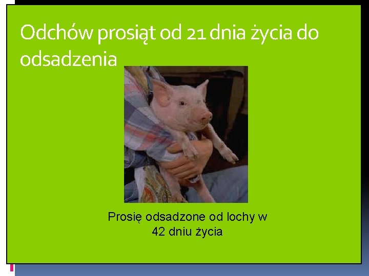 Odchów prosiąt od 21 dnia życia do odsadzenia Prosię odsadzone od lochy w 42