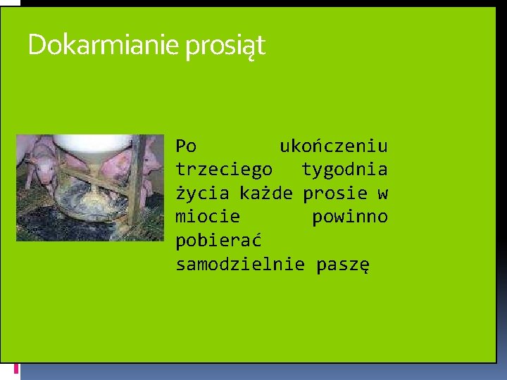 Dokarmianie prosiąt Po ukończeniu trzeciego tygodnia życia każde prosie w miocie powinno pobierać samodzielnie Dokarmianie prosiąt Po ukończeniu trzeciego tygodnia życia każde prosie w miocie powinno pobierać samodzielnie