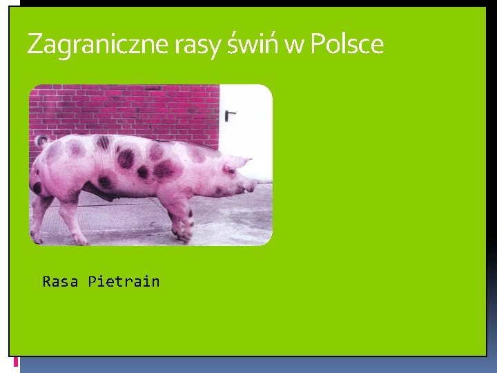 Zagraniczne rasy świń w Polsce Rasa Pietrain Zagraniczne rasy świń w Polsce Rasa Pietrain