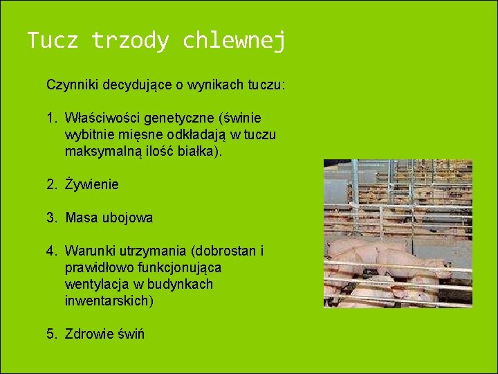 Tucz trzody chlewnej Czynniki decydujące o wynikach tuczu: 1. Właściwości genetyczne (świnie wybitnie mięsne Tucz trzody chlewnej Czynniki decydujące o wynikach tuczu: 1. Właściwości genetyczne (świnie wybitnie mięsne