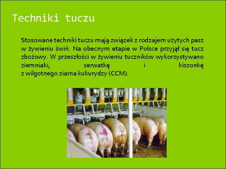 Techniki tuczu Stosowane techniki tuczu mają związek z rodzajem użytych pasz w żywieniu świń.