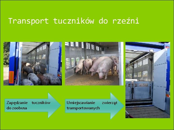 Transport tuczników do rzeźni Zapędzanie tuczników do zoobusa Umiejscawianie zwierząt transportowanych Transport tuczników do rzeźni Zapędzanie tuczników do zoobusa Umiejscawianie zwierząt transportowanych