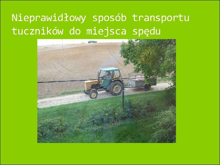 Nieprawidłowy sposób transportu tuczników do miejsca spędu 