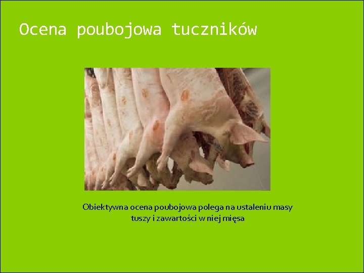 Ocena poubojowa tuczników Obiektywna ocena poubojowa polega na ustaleniu masy tuszy i zawartości w