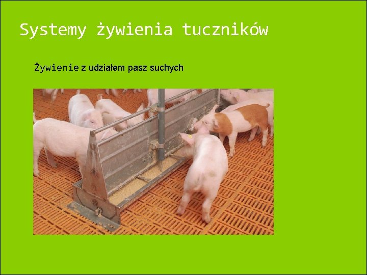 Systemy żywienia tuczników Żywienie z udziałem pasz suchych 