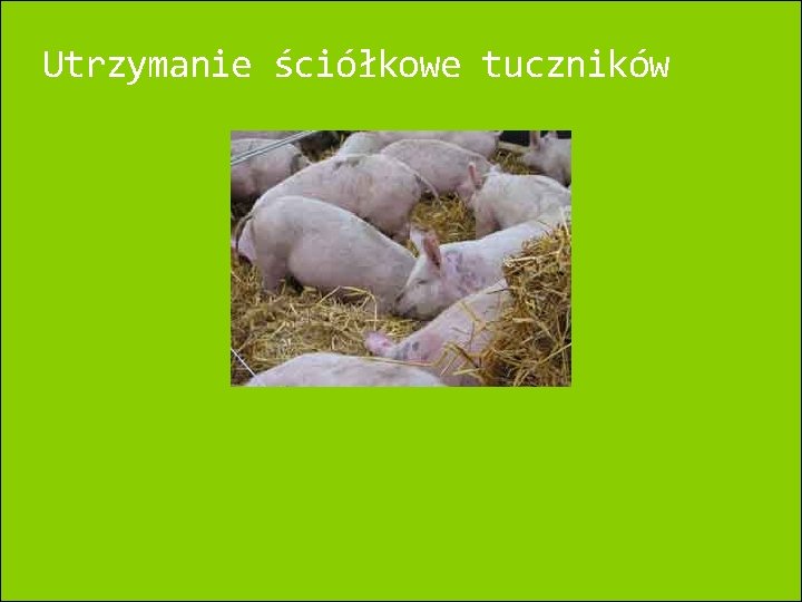 Utrzymanie ściółkowe tuczników 