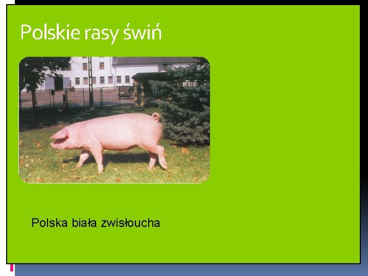 Polskie rasy świń Polska biała zwisłoucha Polskie rasy świń Polska biała zwisłoucha