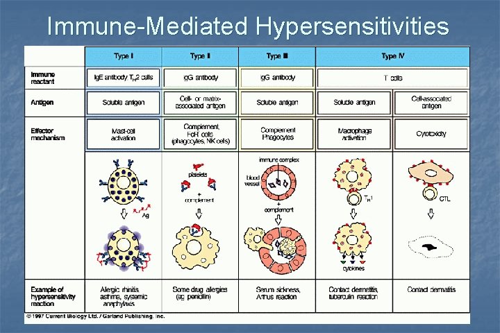 Immune-Mediated Hypersensitivities 