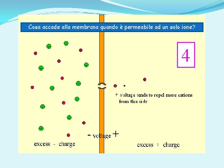 Cosa accade alla membrana quando è permeabile ad un solo ione? 