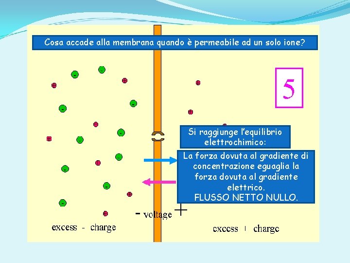 Cosa accade alla membrana quando è permeabile ad un solo ione? Si raggiunge l’equilibrio