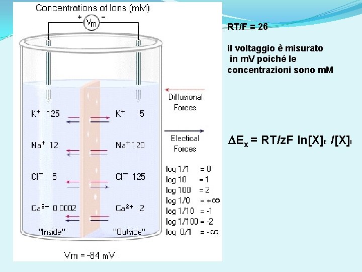 RT/F = 26 il voltaggio è misurato in m. V poiché le concentrazioni sono