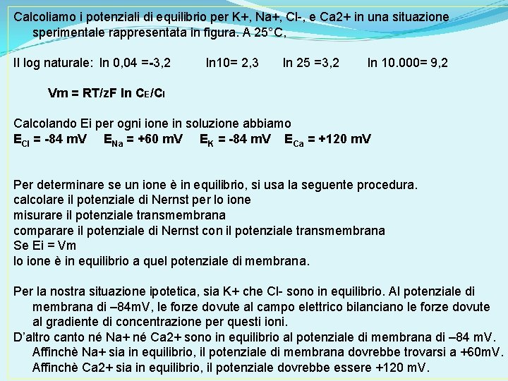Calcoliamo i potenziali di equilibrio per K+, Na+, Cl-, e Ca 2+ in una