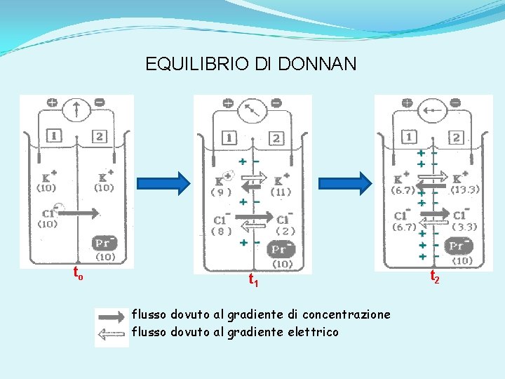 EQUILIBRIO DI DONNAN to t 1 flusso dovuto al gradiente di concentrazione flusso dovuto