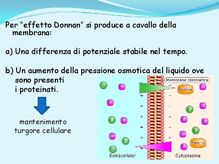 Per “effetto Donnan” si produce a cavallo della membrana: a) Una differenza di potenziale