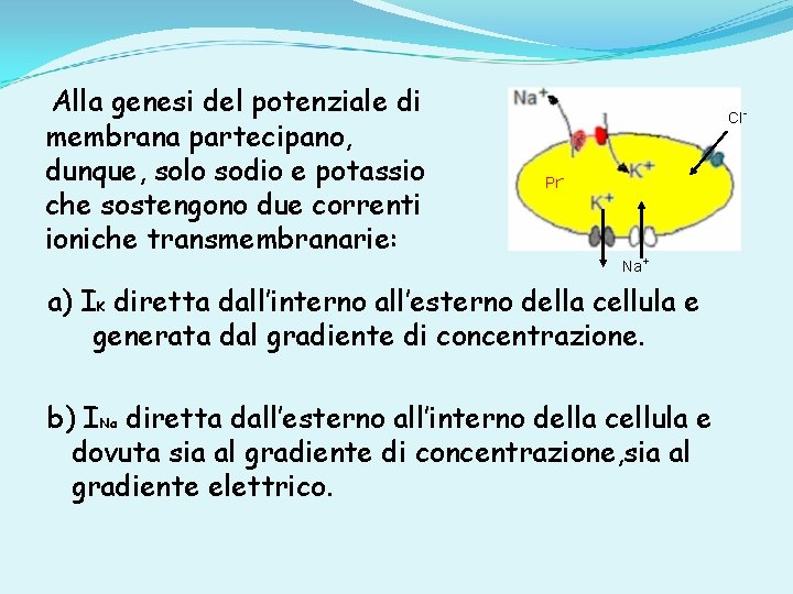 Alla genesi del potenziale di membrana partecipano, dunque, solo sodio e potassio che sostengono