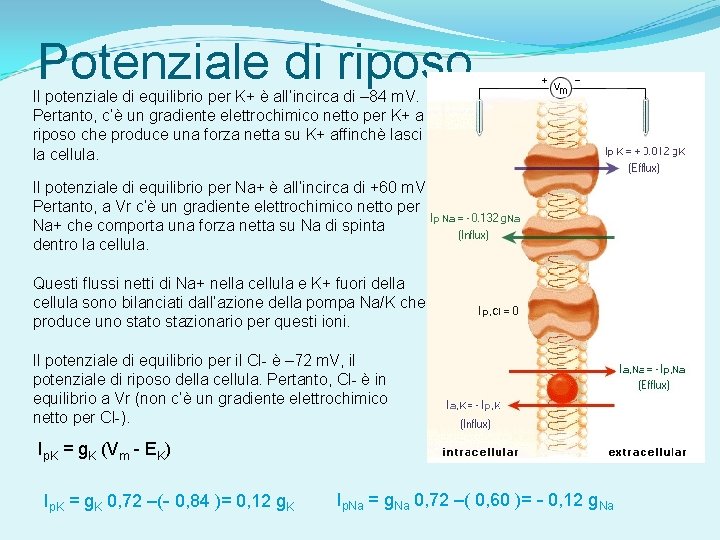 Potenziale di riposo Il potenziale di equilibrio per K+ è all’incirca di – 84