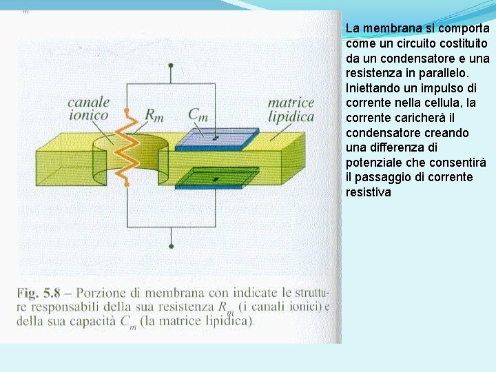 La membrana si comporta come un circuito costituito da un condensatore e una resistenza