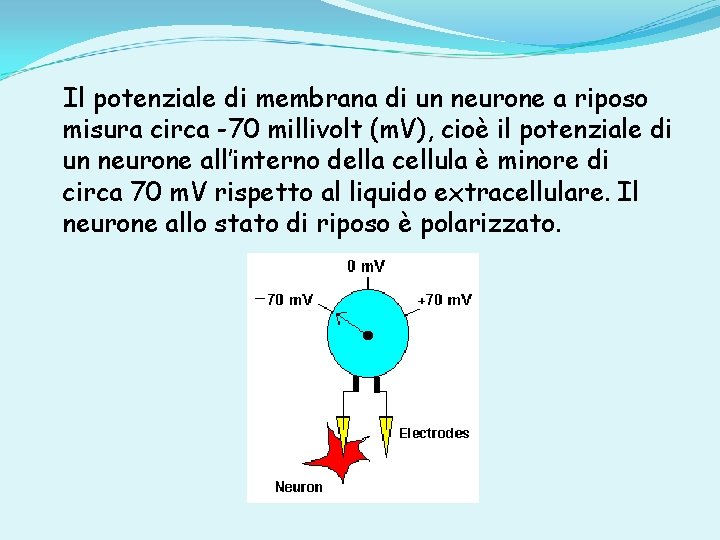 Il potenziale di membrana di un neurone a riposo misura circa -70 millivolt (m.