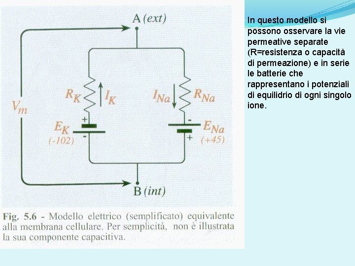 In questo modello si possono osservare la vie permeative separate (R=resistenza o capacità di