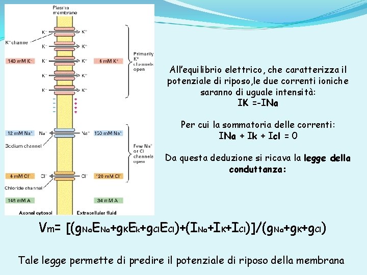 All’equilibrio elettrico, che caratterizza il potenziale di riposo, le due correnti ioniche saranno di