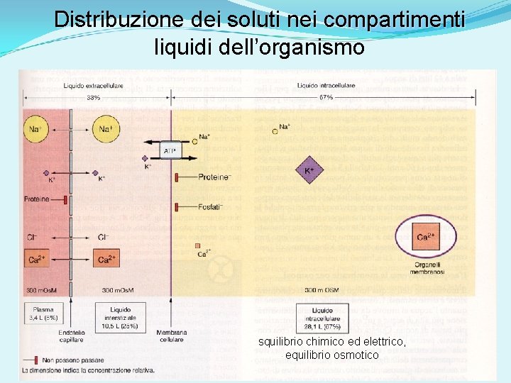 Distribuzione dei soluti nei compartimenti liquidi dell’organismo squilibrio chimico ed elettrico, equilibrio osmotico 