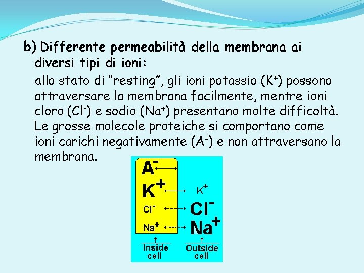 b) Differente permeabilità della membrana ai diversi tipi di ioni: allo stato di “resting”,