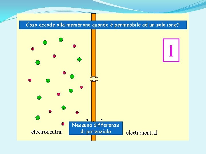 Cosa accade alla membrana quando è permeabile ad un solo ione? Nessuna differenza di
