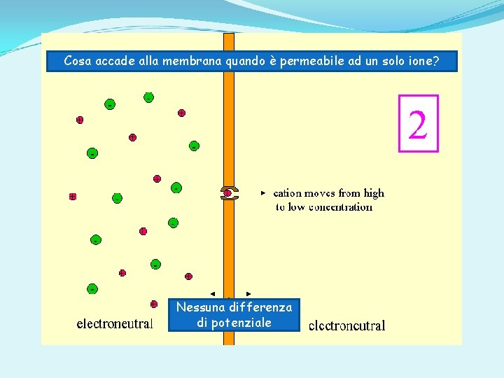 Cosa accade alla membrana quando è permeabile ad un solo ione? Nessuna differenza di