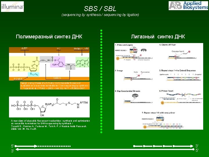 SBS / SBL (sequencing by synthesis / sequencing by ligation) Полимеразный синтез ДНК Лигазный SBS / SBL (sequencing by synthesis / sequencing by ligation) Полимеразный синтез ДНК Лигазный