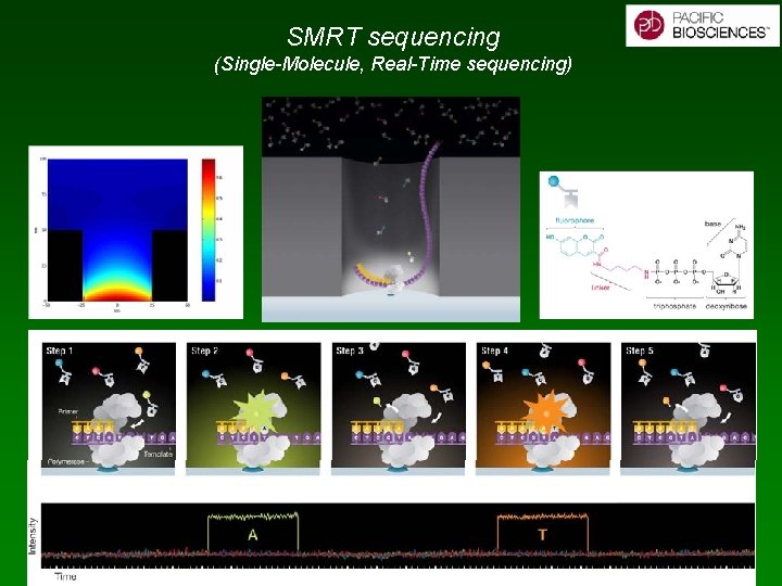 SMRT sequencing (Single-Molecule, Real-Time sequencing) 