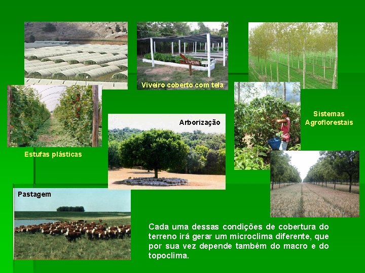 Viveiro coberto com tela Arborização Sistemas Agroflorestais Estufas plásticas Pastagem Cada uma dessas condições