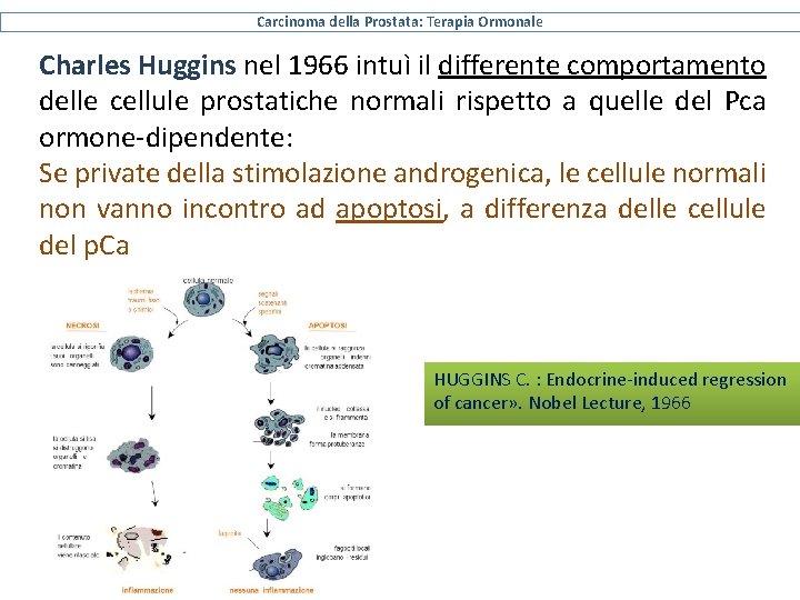 Carcinoma della Prostata: Terapia Ormonale Charles Huggins nel 1966 intuì il differente comportamento delle