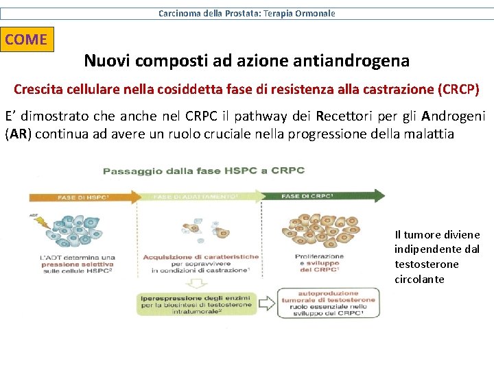 Carcinoma della Prostata: Terapia Ormonale COME Nuovi composti ad azione antiandrogena Crescita cellulare nella