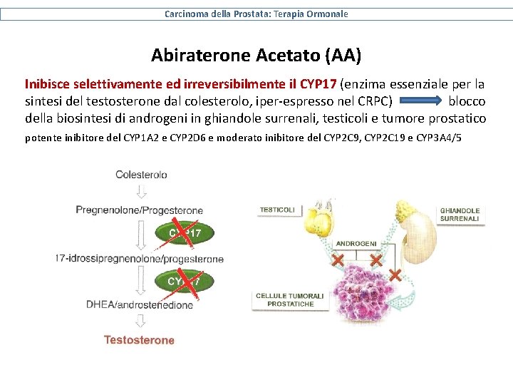 Carcinoma della Prostata: Terapia Ormonale Abiraterone Acetato (AA) Inibisce selettivamente ed irreversibilmente il CYP